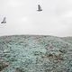 Birds fly above broken glass.